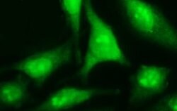 RASSF8 Monoclonal Antibody (OTI2F9), TrueMAB , OriGene:Antibodies:Primary
