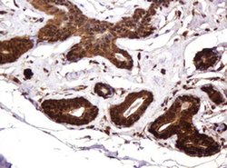 RASSF8 Monoclonal Antibody (OTI2B6), TrueMAB , OriGene 100 &mu;L; Unconjugated:Antibodies,