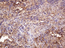 RASSF8 Monoclonal Antibody (OTI2B6), TrueMAB , OriGene:Antibodies:Primary