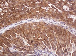 RASSF8 Monoclonal Antibody (OTI2B6), TrueMAB , OriGene:Antibodies:Primary
