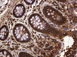 RASSF8 Monoclonal Antibody (OTI2B6), TrueMAB , OriGene 100 &mu;L; Unconjugated:Antibodies,