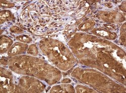 RASSF8 Monoclonal Antibody (OTI2B6), TrueMAB , OriGene 100 &mu;L; Unconjugated:Antibodies,