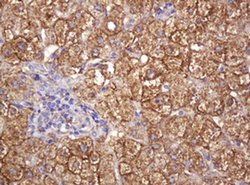 RASSF8 Monoclonal Antibody (OTI2B6), TrueMAB , OriGene 100 &mu;L; Unconjugated:Antibodies,