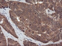 RASSF8 Mouse anti-Human, Clone: OTI3F7, liquid, TrueMAB 100 &mu;L; Unconjugated:Antibodies,
