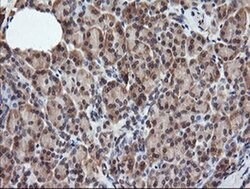 RASSF8 Mouse anti-Human, Clone: OTI3F7, liquid, TrueMAB 100 &mu;L; Unconjugated:Antibodies,