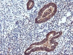 RASSF8 Mouse anti-Human, Clone: OTI3F7, liquid, TrueMAB 100 &mu;L; Unconjugated:Antibodies,