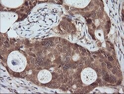 RASSF8 Mouse anti-Human, Clone: OTI3F7, liquid, TrueMAB 100 &mu;L; Unconjugated:Antibodies,