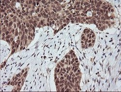 RASSF8 Mouse anti-Human, Clone: OTI3F7, liquid, TrueMAB 100 &mu;L; Unconjugated:Antibodies,
