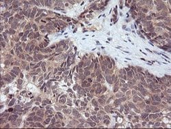 RASSF8 Monoclonal Antibody (OTI1A1), TrueMAB , OriGene 100 &mu;L; Unconjugated:Antibodies,
