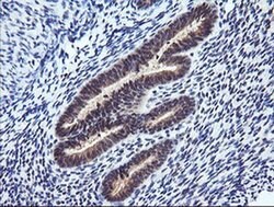 RASSF8 Monoclonal Antibody (OTI1A1), TrueMAB , OriGene 100 &mu;L; Unconjugated:Antibodies,