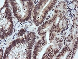 RASSF8 Monoclonal Antibody (OTI1A1), TrueMAB , OriGene 100 &mu;L; Unconjugated:Antibodies,