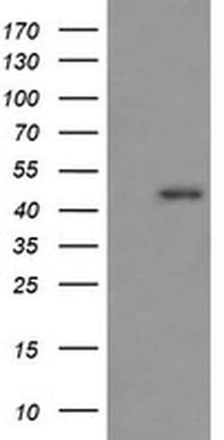 RASSF8 Mouse anti-Human, Clone: OTI3F7, liquid, TrueMAB 100 &mu;L; Unconjugated:Antibodies,