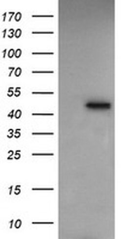 RASSF8 Monoclonal Antibody (OTI1A1), TrueMAB , OriGene 100 &mu;L; Unconjugated:Antibodies,