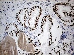 RB1 Monoclonal Antibody (OTI11C10), TrueMAB , OriGene 100 &mu;L; Unconjugated:Antibodies,