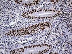 RB1 Mouse anti-Human, Clone: OTI13A6, lyophilized, TrueMAB 100 &mu;g; Unconjugated:Antibodies,