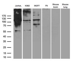 RB1 Mouse anti-Human, Clone: OTI13A6, lyophilized, TrueMAB 100 &mu;g; Unconjugated:Antibodies,
