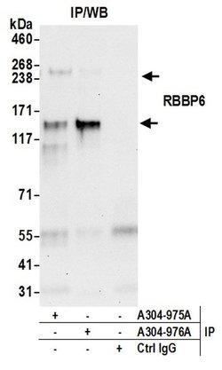RBBP6 Rabbit anti-Human, Polyclonal, Bethyl Laboratories 100 &mu;l; Unlabeled:Antibodies,