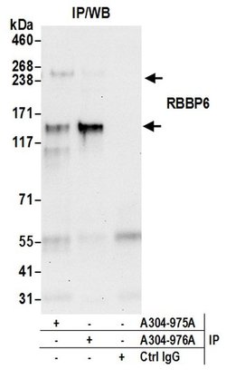 RBBP6 Rabbit anti-Human, Polyclonal, Bethyl Laboratories 100 &mu;L; Unconjugated:Antibodies,