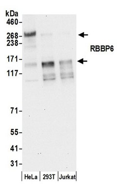 RBBP6 Polyclonal Antibody, Bethyl Laboratories 20 &mu;l; Unlabeled:Antibodies,