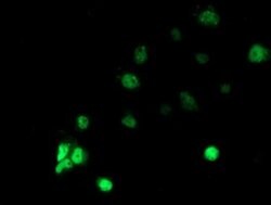 RBBP7 Monoclonal Antibody (OTI3A12), TrueMAB , OriGene:Antibodies:Primary