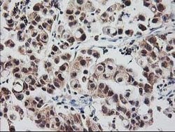 RBBP7 Monoclonal Antibody (OTI5A4), TrueMAB , OriGene 30 &mu;L; Unconjugated:Antibodies,