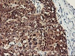 RBBP7 Monoclonal Antibody (OTI5A4), TrueMAB , OriGene 30 &mu;L; Unconjugated:Antibodies,