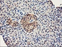 RBBP7 Monoclonal Antibody (OTI5A4), TrueMAB , OriGene 30 &mu;L; Unconjugated:Antibodies,
