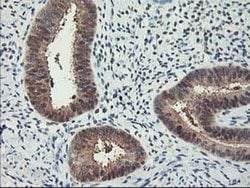 RBBP7 Monoclonal Antibody (OTI5A4), TrueMAB , OriGene 30 &mu;L; Unconjugated:Antibodies,