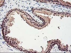 RBBP7 Monoclonal Antibody (OTI5A4), TrueMAB , OriGene 30 &mu;L; Unconjugated:Antibodies,