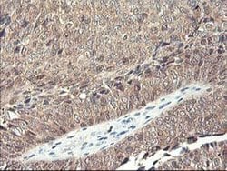 RBBP7 Monoclonal Antibody (OTI5A4), TrueMAB , OriGene 30 &mu;L; Unconjugated:Antibodies,