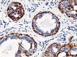 RBBP7 Monoclonal Antibody (OTI2D8), TrueMAB , OriGene:Antibodies:Primary