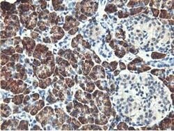 RBBP7 Monoclonal Antibody (OTI2D8), TrueMAB , OriGene 30 &mu;L; Unconjugated:Antibodies,
