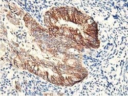 RBBP7 Monoclonal Antibody (OTI2D8), TrueMAB , OriGene:Antibodies:Primary