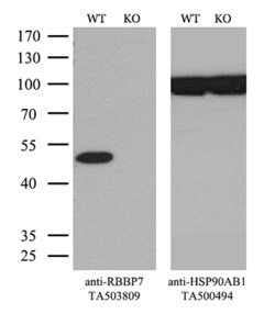 RBBP7 Monoclonal Antibody (OTI3A12), TrueMAB , OriGene 30 &mu;L; Unconjugated:Antibodies,