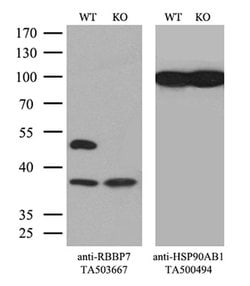 RBBP7 Monoclonal Antibody (OTI5A4), TrueMAB , OriGene 30 &mu;L; Unconjugated:Antibodies,