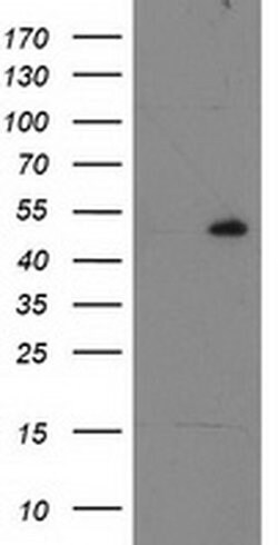 RBBP7 Monoclonal Antibody (OTI2D8), TrueMAB , OriGene 30 &mu;L; Unconjugated:Antibodies,