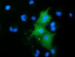 RBBP9 Mouse anti-Human, Clone: OTI4E1, lyophilized, TrueMAB 100 &mu;g;