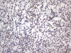 RBFOX1 Mouse anti-Human, Clone: OTI4F9, lyophilized, TrueMAB 100 &mu;g;