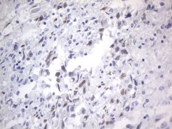 RBFOX1 Mouse anti-Human, Clone: OTI4F9, lyophilized, TrueMAB 100 &mu;g;