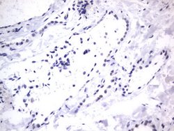 RBFOX1 Mouse anti-Human, Clone: OTI4F9, lyophilized, TrueMAB 100 &mu;g;