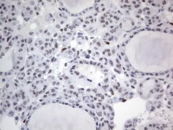 RBFOX1 Mouse anti-Human, Clone: OTI4F9, lyophilized, TrueMAB 100 &mu;g;