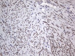 RBFOX1 Mouse anti-Human, Clone: OTI4F9, lyophilized, TrueMAB 100 &mu;g;