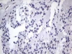 RBFOX1 Mouse anti-Human, Clone: OTI4F9, lyophilized, TrueMAB 100 &mu;g;