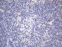 RBFOX1 Mouse anti-Human, Clone: OTI4F9, lyophilized, TrueMAB 100 &mu;g;