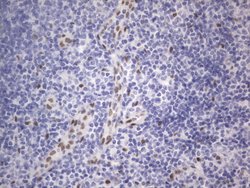 RBFOX1 Mouse anti-Human, Clone: OTI4F9, lyophilized, TrueMAB 100 &mu;g;