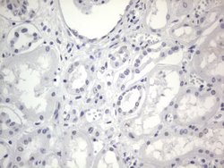 RBFOX1 Mouse anti-Human, Clone: OTI4F9, lyophilized, TrueMAB 100 &mu;g;