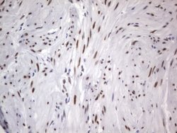 RBFOX1 Mouse anti-Human, Clone: OTI4F9, lyophilized, TrueMAB 100 &mu;g;