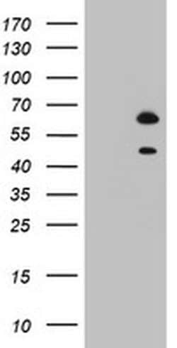 RBFOX1 Monoclonal Antibody (OTI1F7), TrueMAB , OriGene:Antibodies:Primary