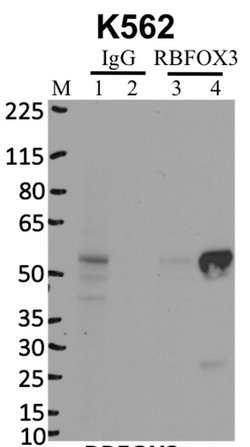 Invitrogen NeuN Recombinant Rabbit Monoclonal Antibody (14H6L24) 100 &mu;g;