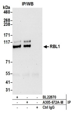 RBL1 Polyclonal Antibody, Bethyl Laboratories 20 &mu;l; Unlabeled:Antibodies,